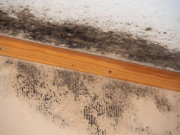 Best Black Mold Removal  in USA